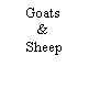 Text Box: Goats& Sheep