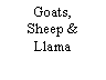 Text Box: Goats, Sheep & Llama