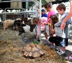 Mobile Petting Zoo